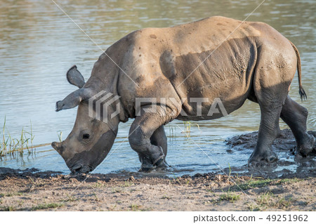 Baby White rhino calf playing in the water. Baby White rhino calf playing in the water. 49251962