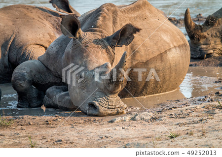 Big White rhino laying in the water, South Africa. Big White rhino laying in the water, South Africa. 49252013