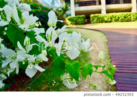 Flowers Flowers 49252303