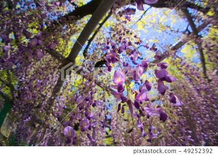 大分市Nishikanta神社 大分市Nishikanta神社 49252392