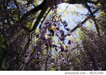 大分市Nishikanta神社 大分市Nishikanta神社 49252394