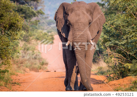 Big Elephant bull walking on the road. Big Elephant bull walking on the road. 49253121