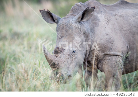Close up of a White rhino in the grass. Close up of a White rhino in the grass. 49253148