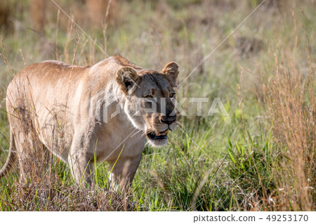 Lion walking in the grass in Welgevonden. Lion walking in the grass in Welgevonden. 49253170