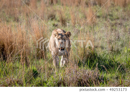 Lion walking towards the camera. 49253173