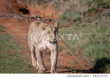 Lion walking towards the camera. Lion walking towards the camera. 49253174