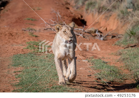 Lion walking towards the camera. Lion walking towards the camera. 49253176