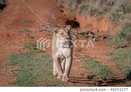 Lion walking towards the camera. Lion walking towards the camera. 49253177