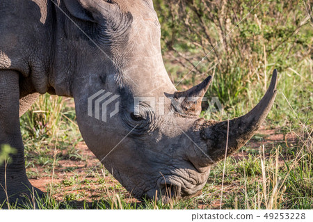 Close up of a White rhino in the grass. Close up of a White rhino in the grass. 49253228