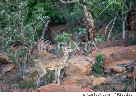 Klipspringer standing on a rock. Klipspringer standing on a rock. 49253252