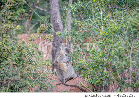 Vervet monkey sitting on a rock. Vervet monkey sitting on a rock. 49253253