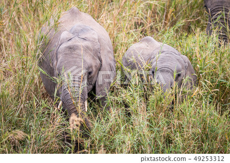 African elephant eating grass. African elephant eating grass. 49253312