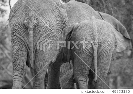 African elephant bum in Welgevonden. African elephant bum in Welgevonden. 49253320