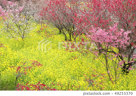 Joint performance of rape blossoms and cherry blossoms and blossoms (Konan city, Kochi prefecture) 49253370