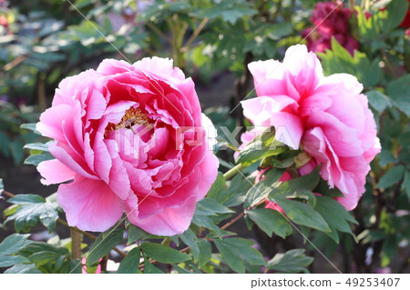 福島的Sukagawa牡丹庭院的牡丹 49253407