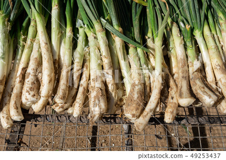 Catalonian calsots prepared for cooking over grill Catalonian calsots prepared for cooking over grill 49253437