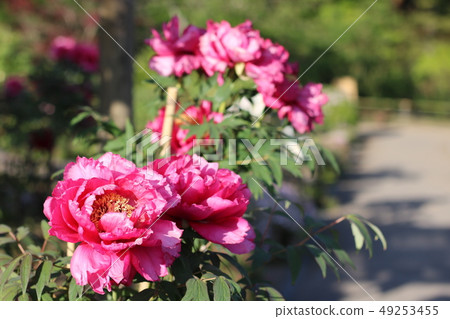Peony of Sukagawa peony garden of Fukushima 49253455