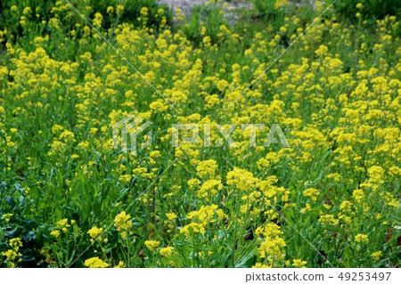 油菜花Watarase櫪木 油菜花Watarase櫪木 49253497