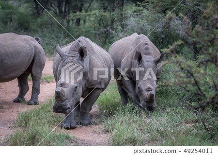 Group of White rhinos standing in the road. 49254011