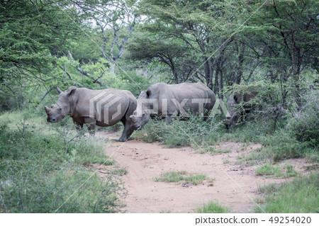 Group of White rhinos standing in the road. Group of White rhinos standing in the road. 49254020