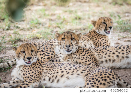 Coalition of Cheetahs laying in the sand. Coalition of Cheetahs laying in the sand. 49254032