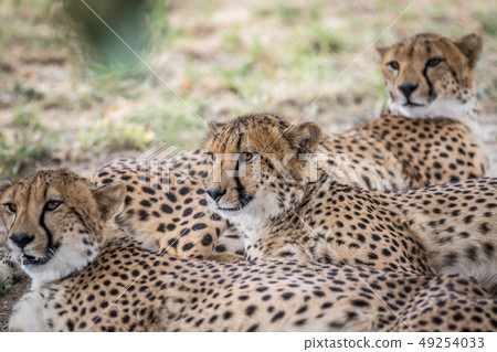 Coalition of Cheetahs laying in the sand. Coalition of Cheetahs laying in the sand. 49254033