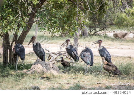 Storks and Vultures standing under a tree. Storks and Vultures standing under a tree. 49254034