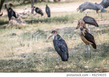 Marabou storks standing in the grass. Marabou storks standing in the grass. 49254035