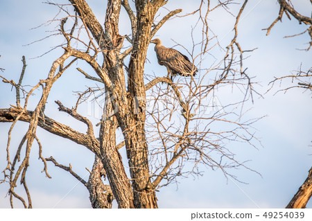 White-backed vulture in a tree. White-backed vulture in a tree. 49254039