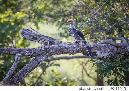Yellow-billed hornbill on a branch. Yellow-billed hornbill on a branch. 49254043