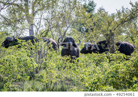 African buffaloes in the bushes. 49254061
