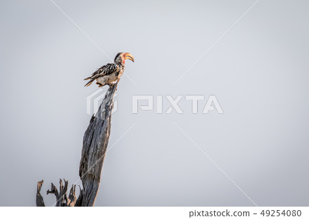 Yellow-billed hornbill on a branch. 49254080