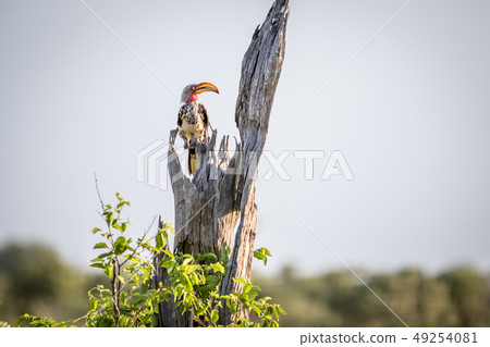 Yellow-billed hornbill on a branch. 49254081