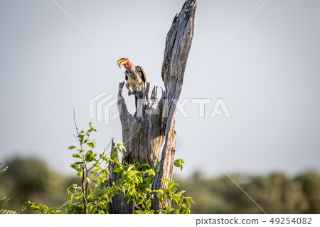 Yellow-billed hornbill on a branch. 49254082