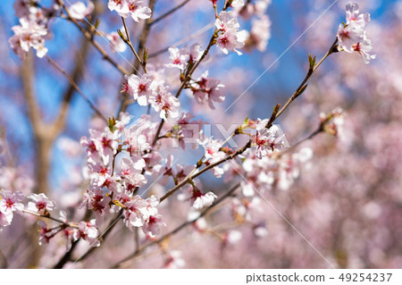 Full bloom cherry blossom [in Yoyogi Park] 49254237