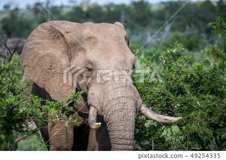 Close up of an African elephant. Close up of an African elephant. 49254335