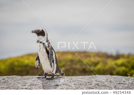 African penguin standing on a rock. African penguin standing on a rock. 49254348