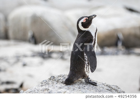 African penguin standing on a rock. African penguin standing on a rock. 49254356