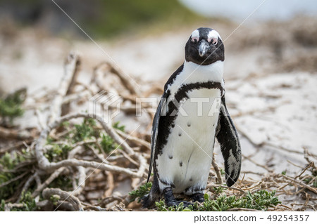 African penguin standing in the sand. African penguin standing in the sand. 49254357