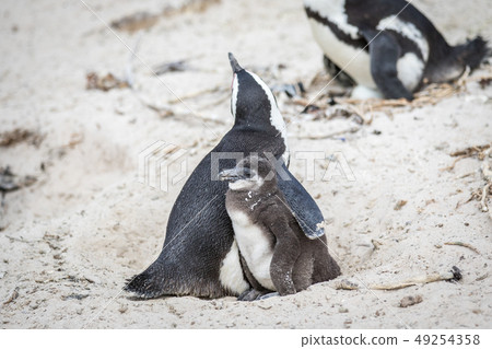 Two African penguins cuddling in the sand. Two African penguins cuddling in the sand. 49254358