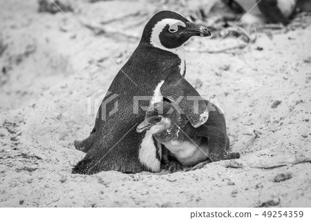 Two African penguins cuddling in the sand. Two African penguins cuddling in the sand. 49254359