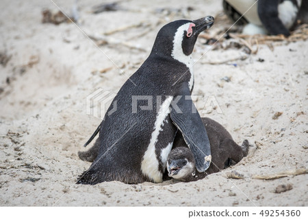 Two African penguins cuddling in the sand. Two African penguins cuddling in the sand. 49254360