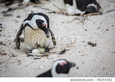 African penguin sitting on an egg. 49254362