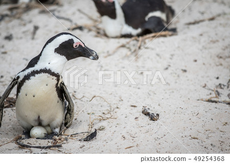 African penguin sitting on an egg. African penguin sitting on an egg. 49254368