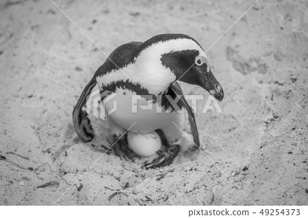 African penguin sitting on an egg. 49254373