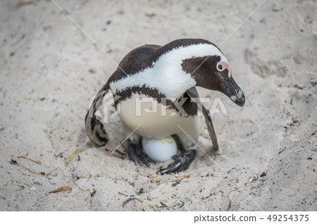 African penguin sitting on an egg. African penguin sitting on an egg. 49254375
