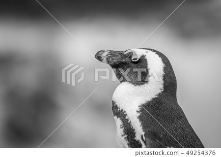 Close up of an African penguin. 49254376
