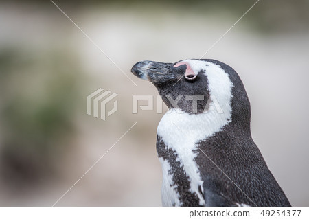 Close up of an African penguin. Close up of an African penguin. 49254377