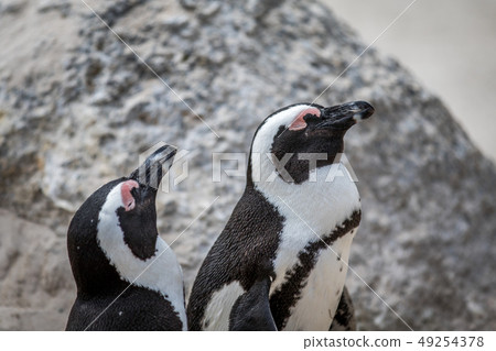 Close up of two African penguins. 49254378