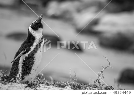 African penguin standing in the sand. African penguin standing in the sand. 49254449